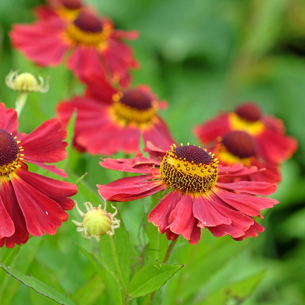 Sonnenbraut Red Jewel - Helenium