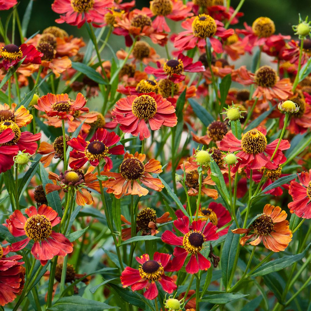 Sonnenbraut Rubinzwerg - Helenium