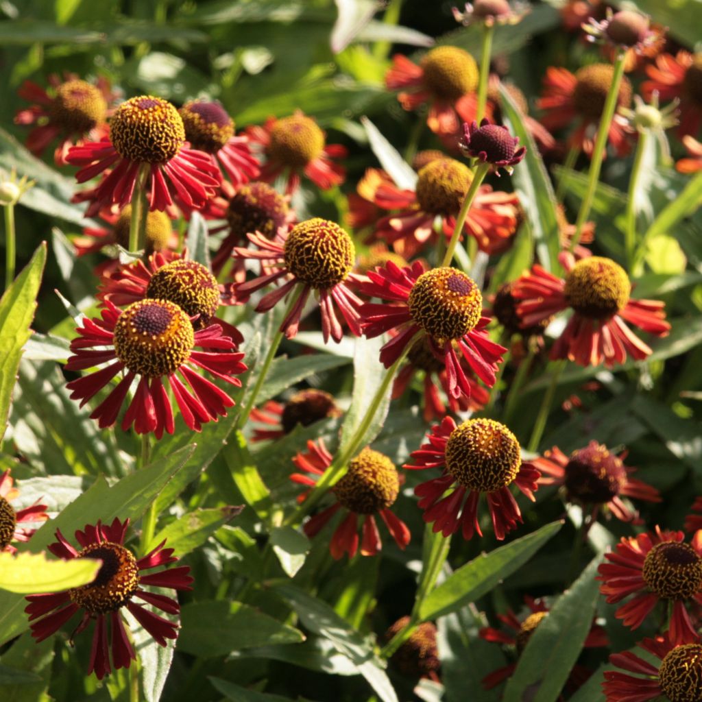 Sonnenbraut Ruby Tuesday - Helenium