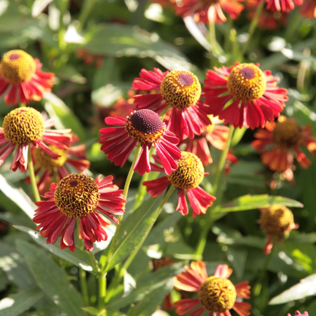 Helenium Ruby Tuesday - Hélénie rouge rubis