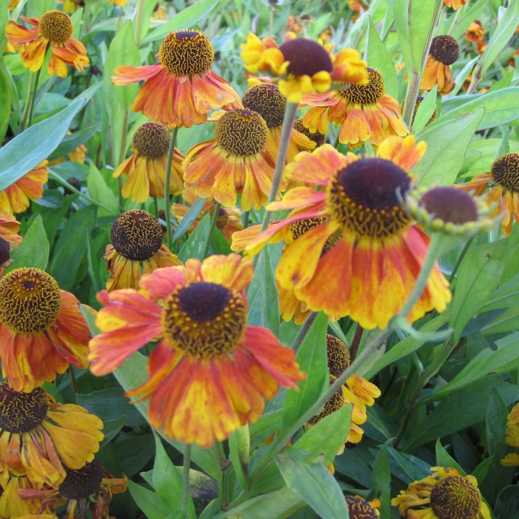 Sonnenbraut Sahin's Early Flowerer - Helenium