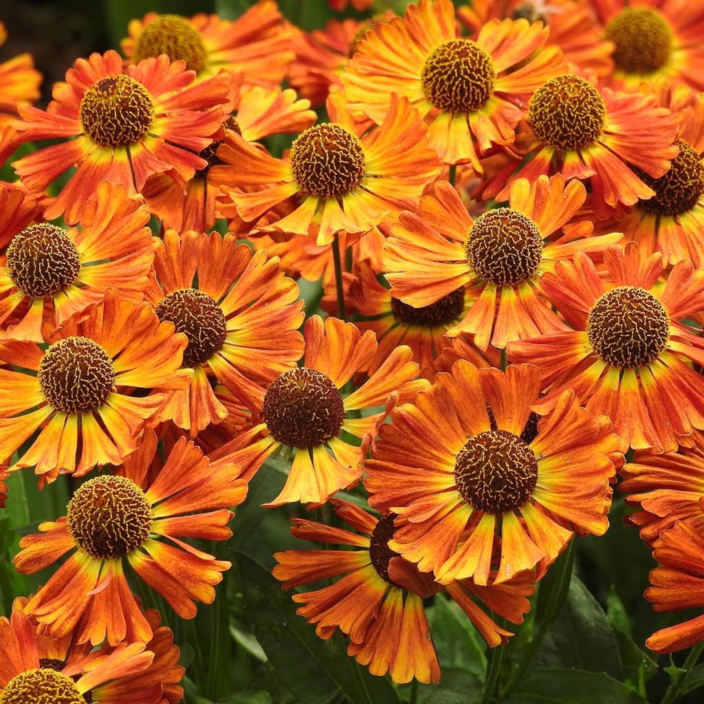 Sonnenbraut Short' n'Sassy - Helenium