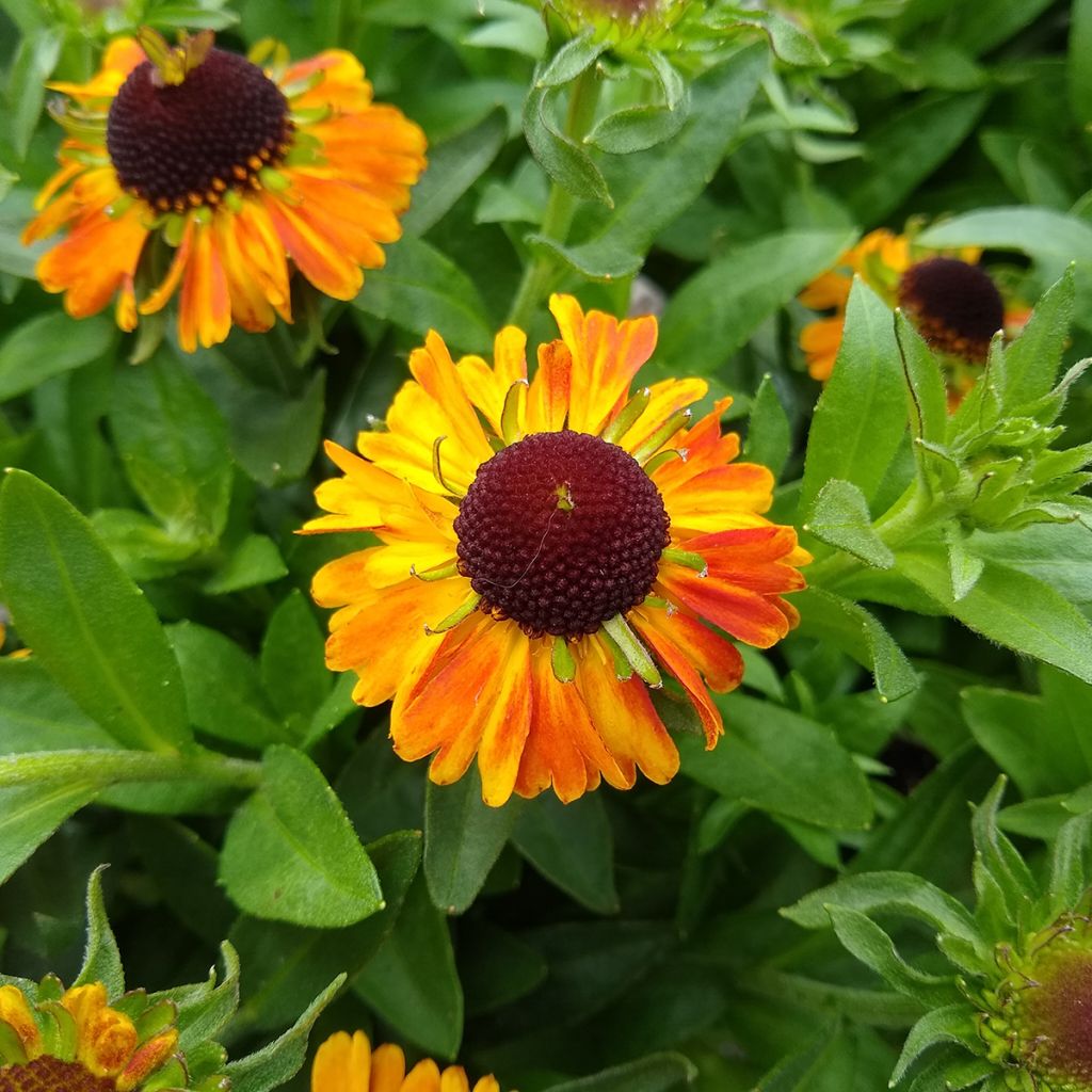 Sonnenbraut Short' n'Sassy - Helenium