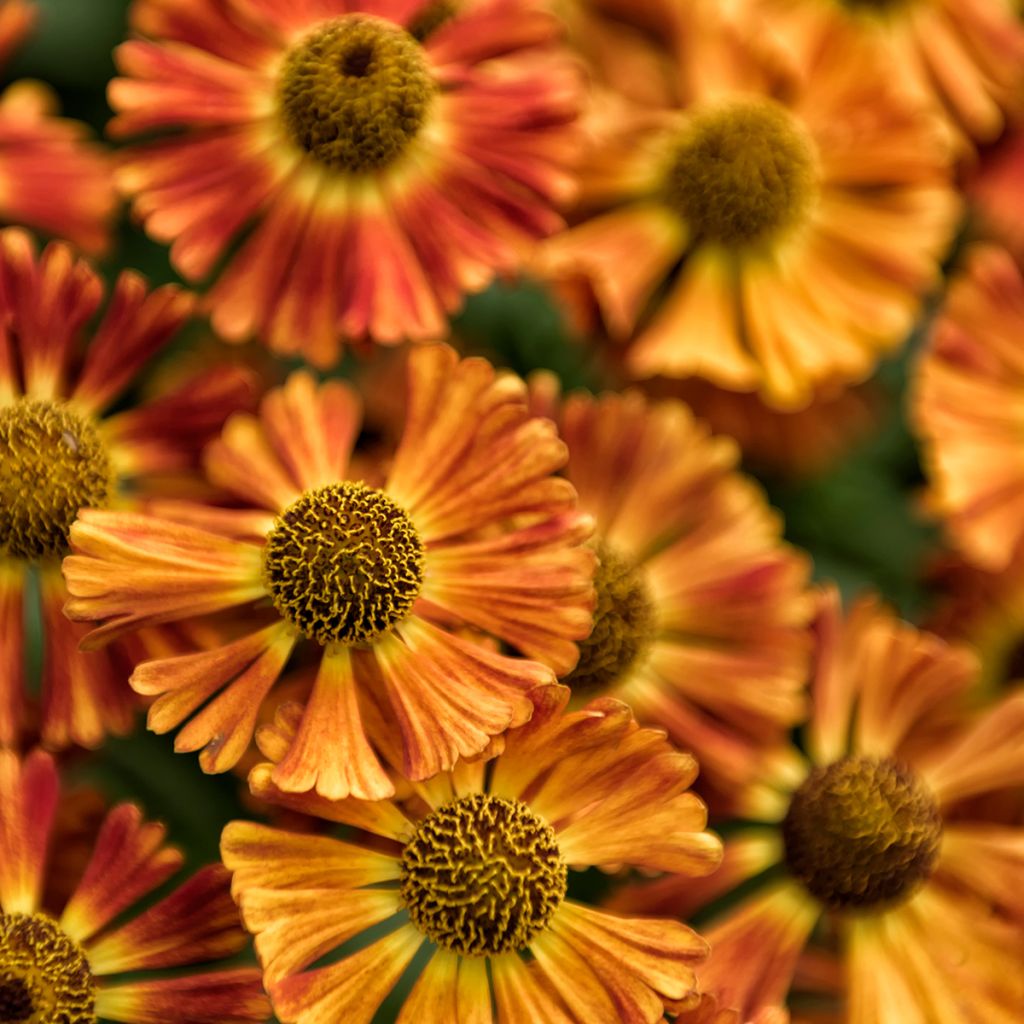 Sonnenbraut Short' n'Sassy - Helenium