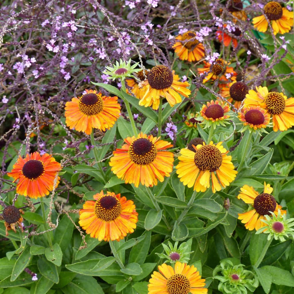 Sonnenbraut Short' n'Sassy - Helenium