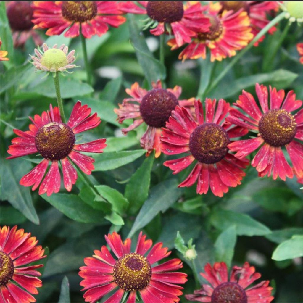 Helenium Siesta - Hélénie d'automne