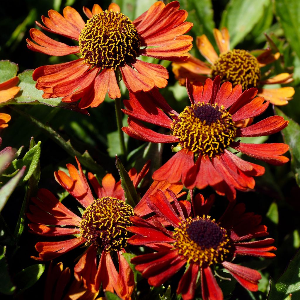 Sonnenbraut Siesta - Helenium automnale