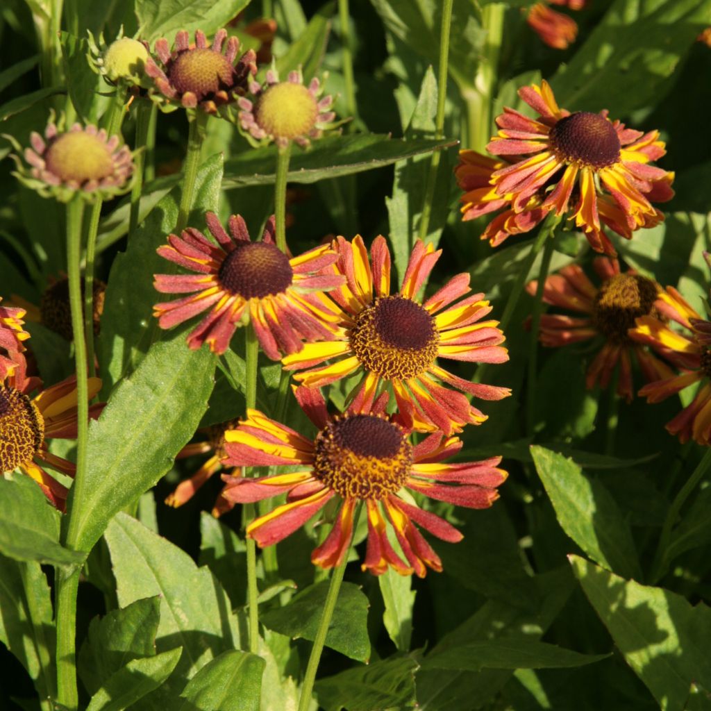 Sonnenbraut Tie Dye - Helenium