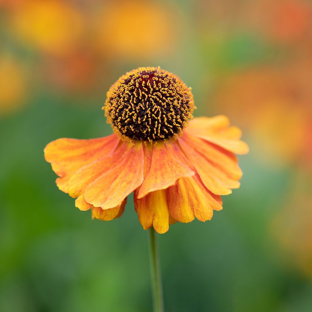 Sonnenbraut Waltraut - Helenium