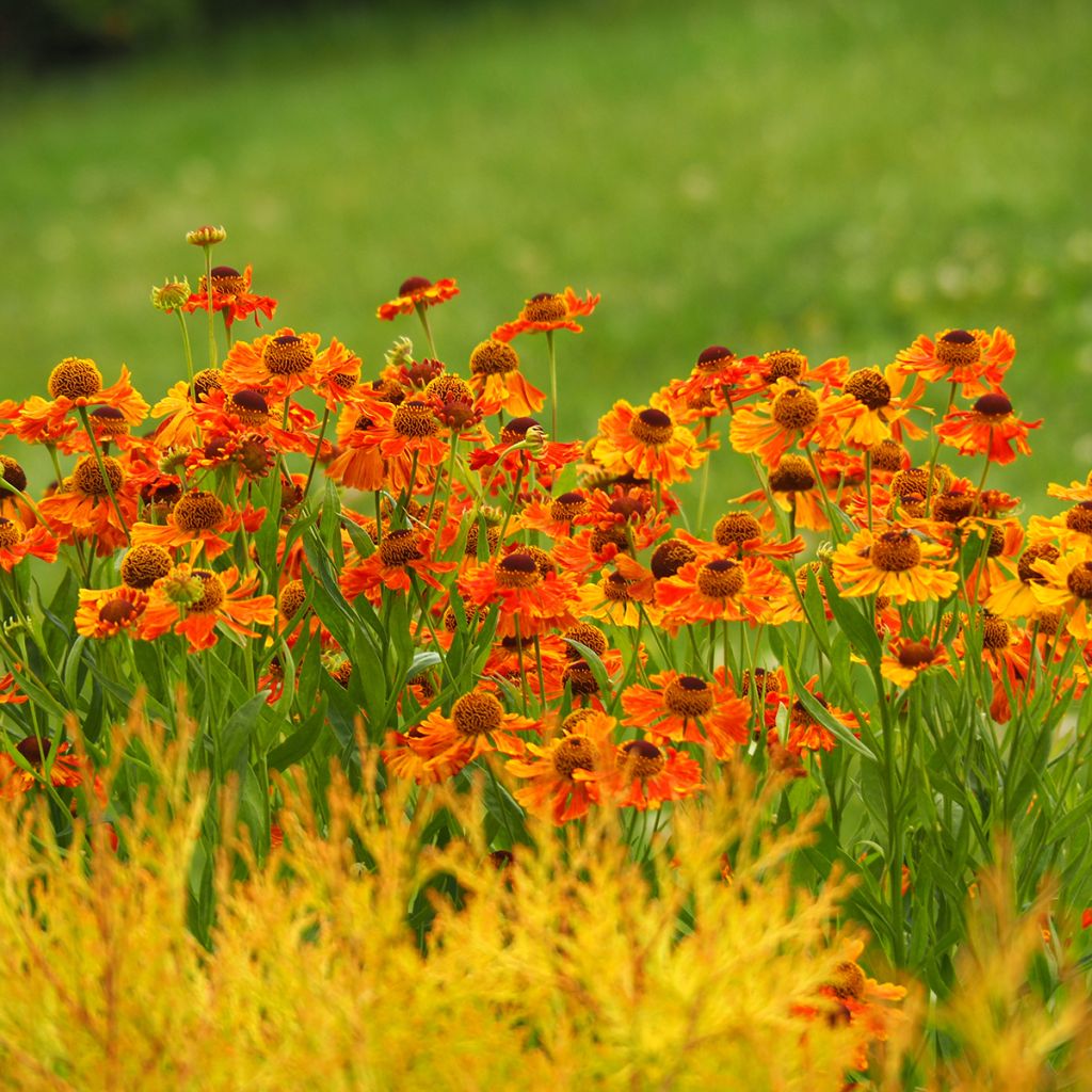 Sonnenbraut Waltraut - Helenium