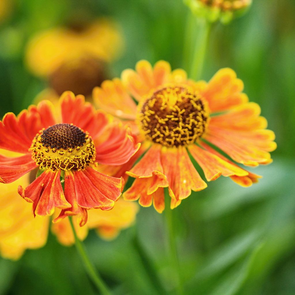 Sonnenbraut Waltraut - Helenium