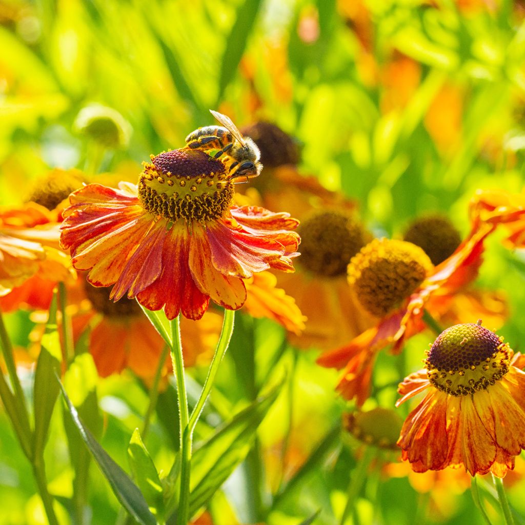 Sonnenbraut Waltraut - Helenium