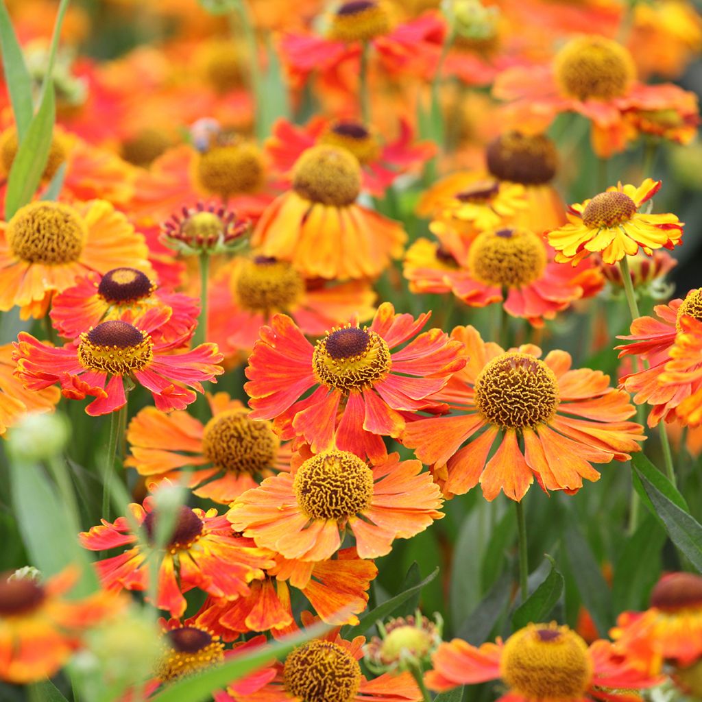 Sonnenbraut Waltraut - Helenium