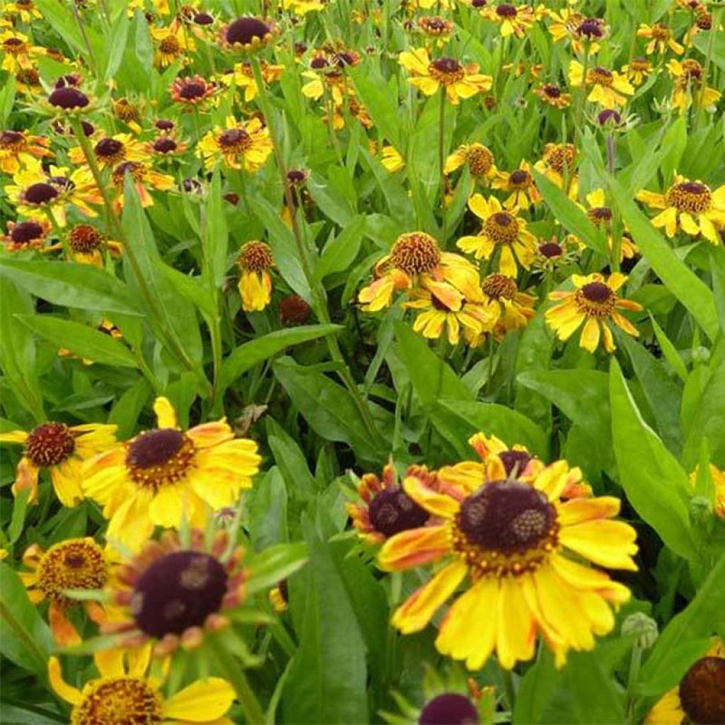 Sonnenbraut Windley - Helenium