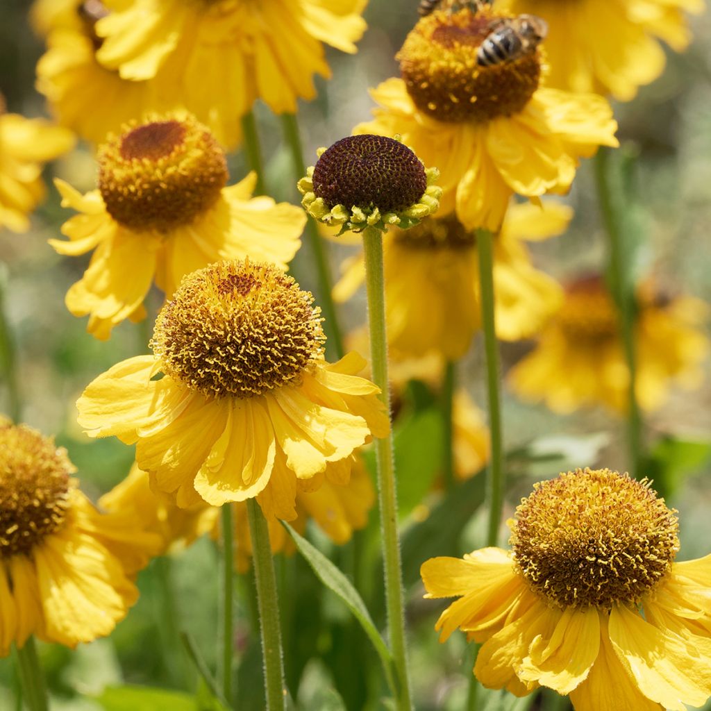 Sonnenbraut Windley - Helenium