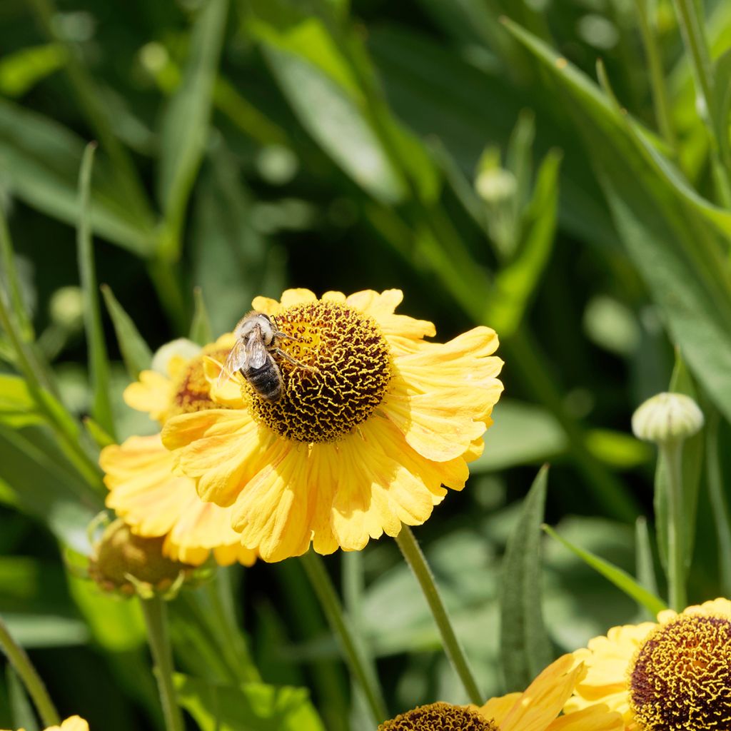 Sonnenbraut Windley - Helenium