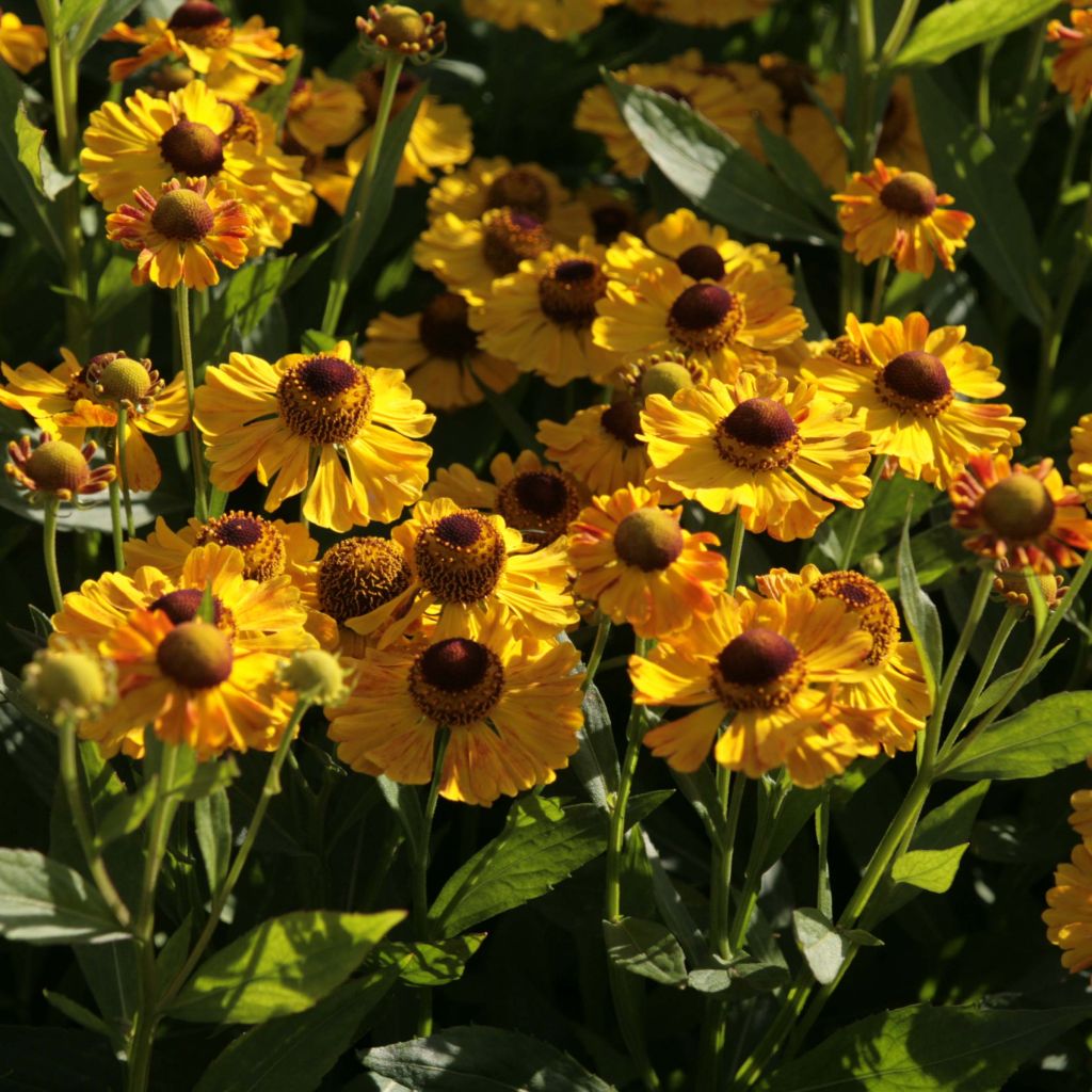 Sonnenbraut Zimbelstern - Helenium automnale