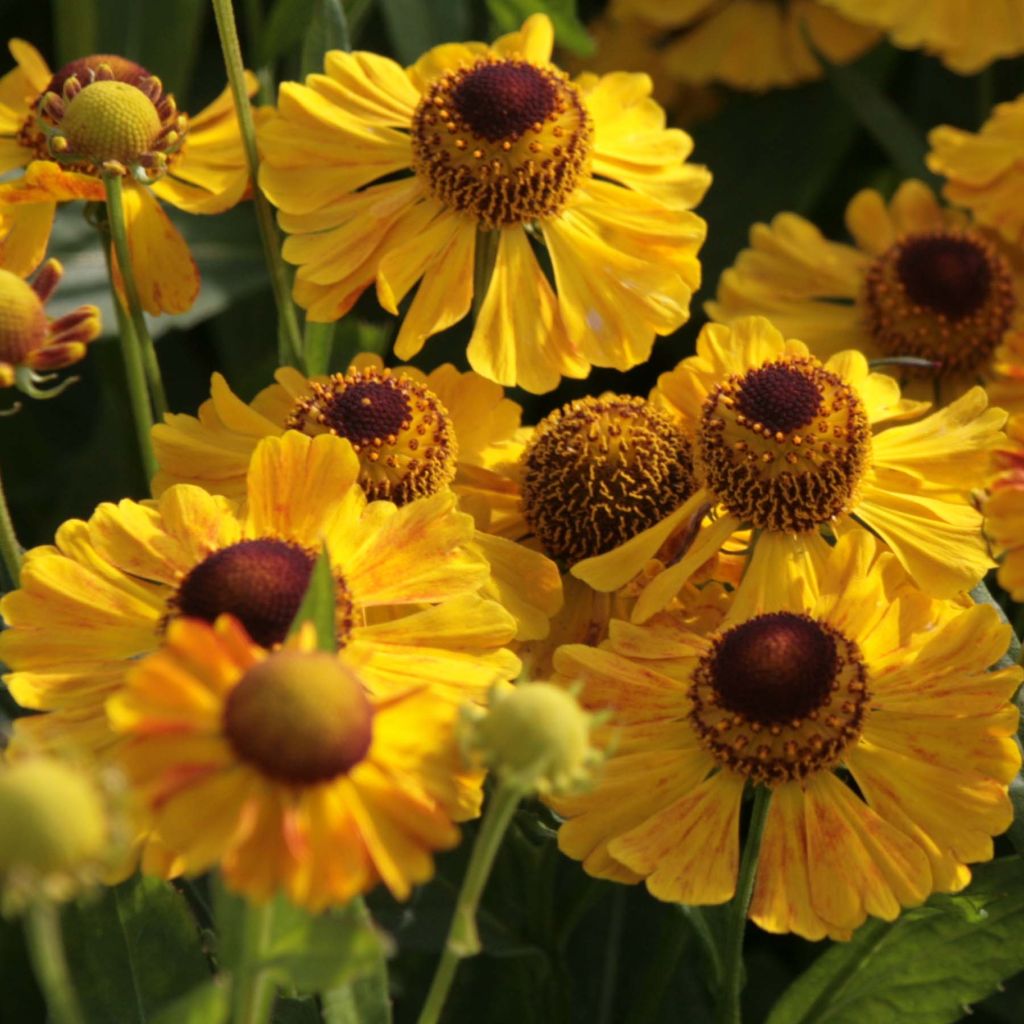 Helenium Zimbelstern - Hélénie d'automne jaune ambré.