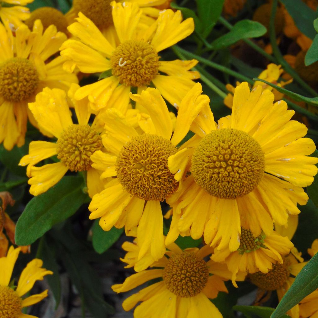 Sonnenbraut Pumilum Magnificum - Helenium automnale