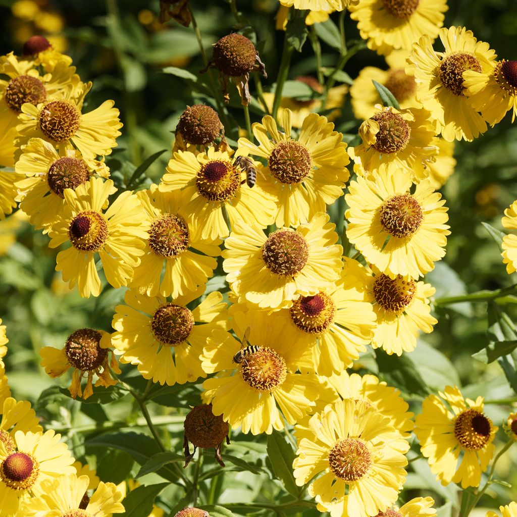 Sonnenbraut Pumilum Magnificum - Helenium automnale