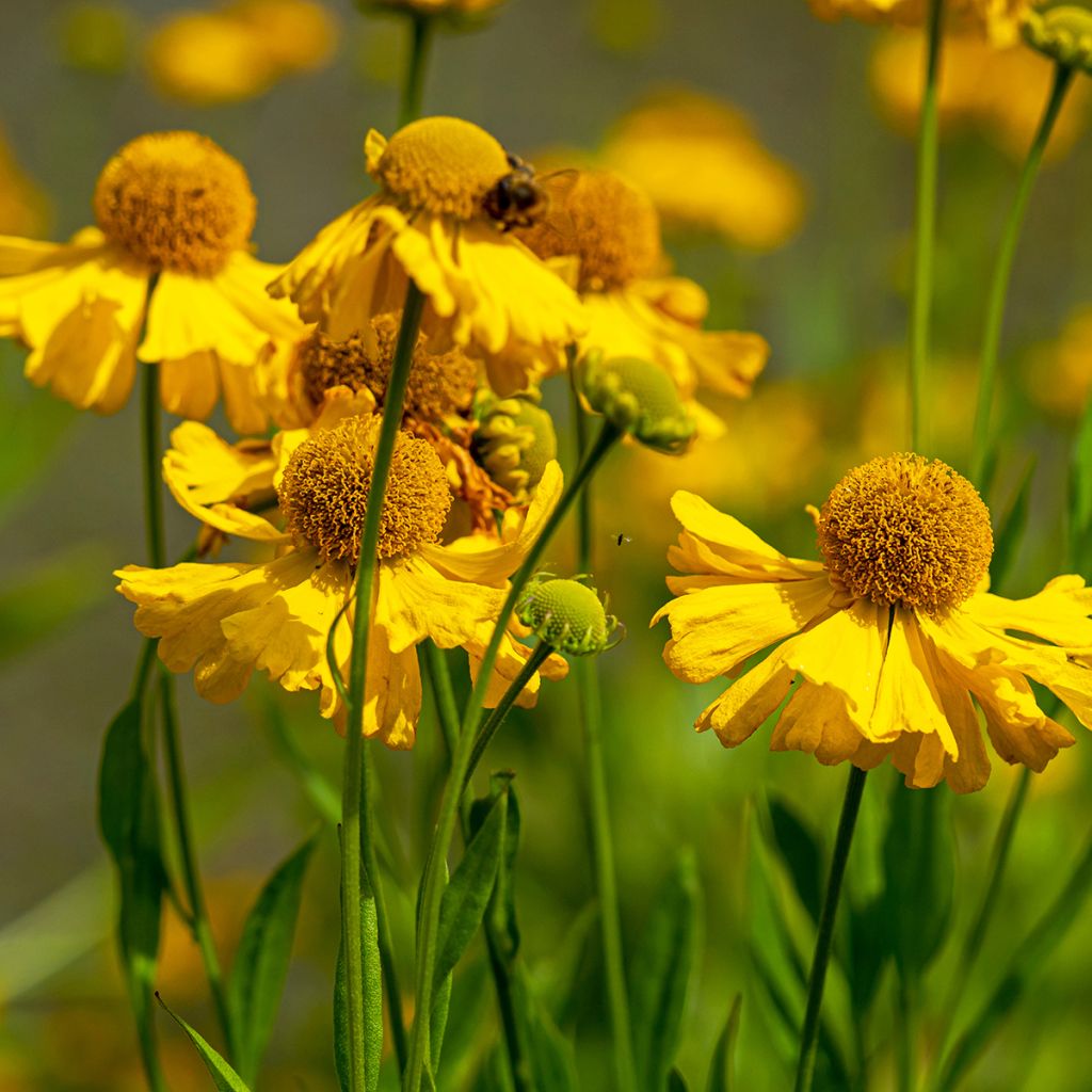 Sonnenbraut Pumilum Magnificum - Helenium automnale