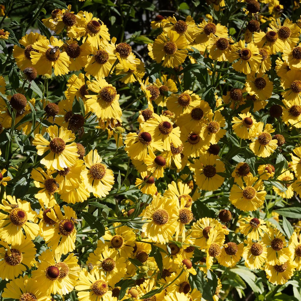 Sonnenbraut Pumilum Magnificum - Helenium automnale