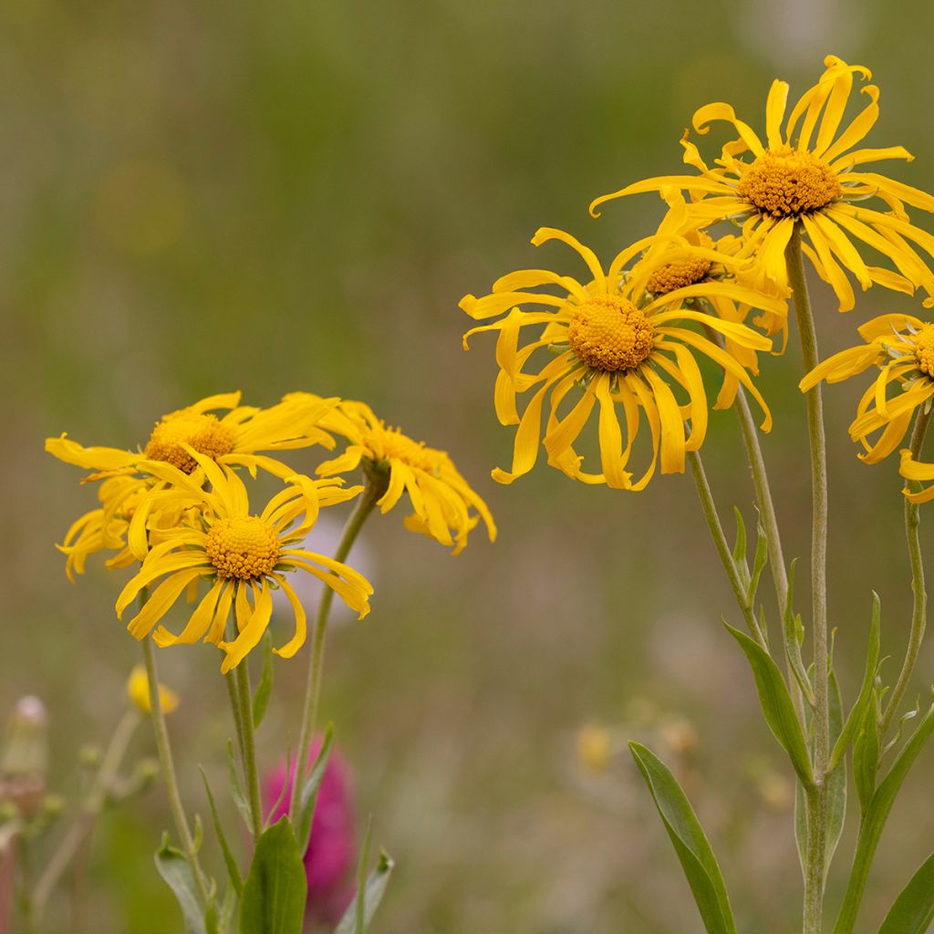 Hélénium hoopesii - Hoppes Sonnenbraut