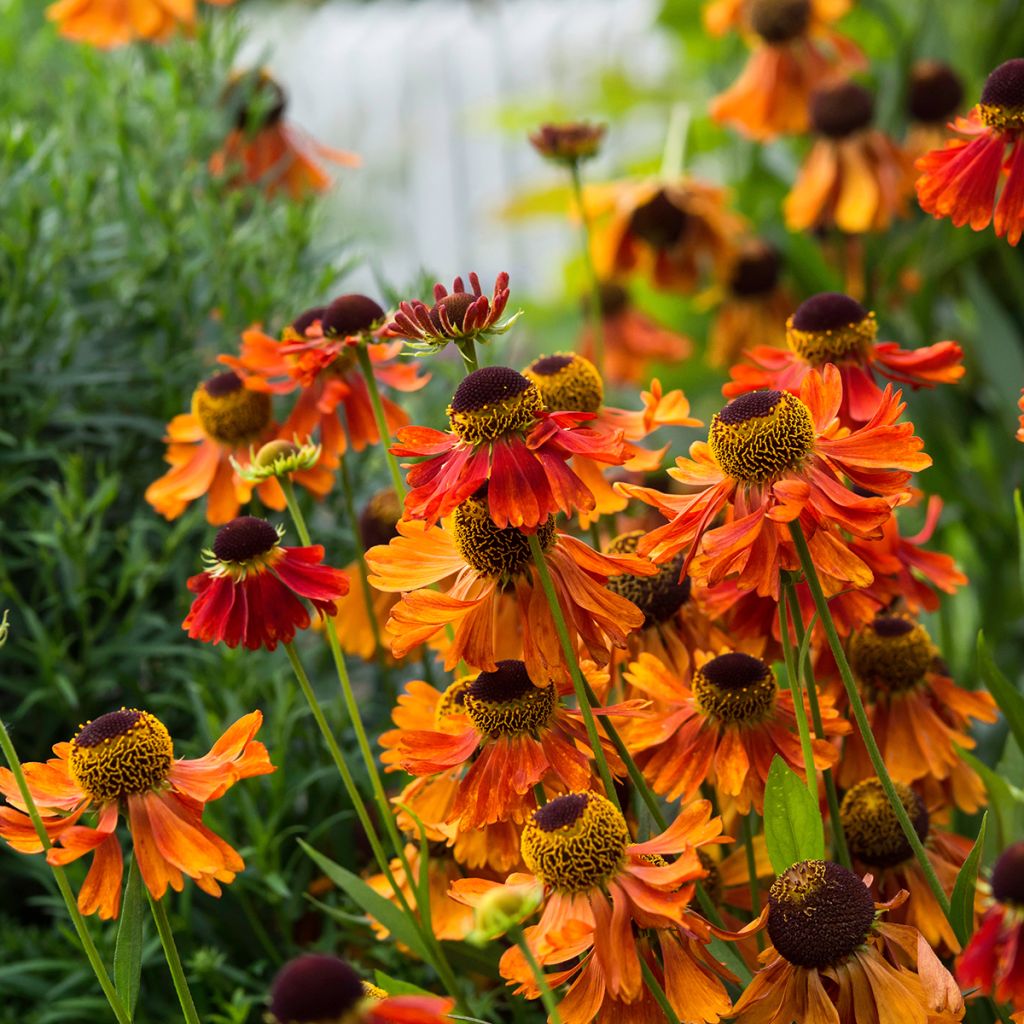 Sonnenbraut Moerheim Beauty - Helenium