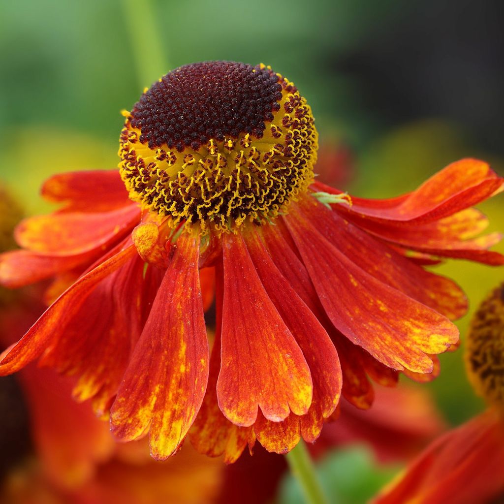 Sonnenbraut Moerheim Beauty - Helenium