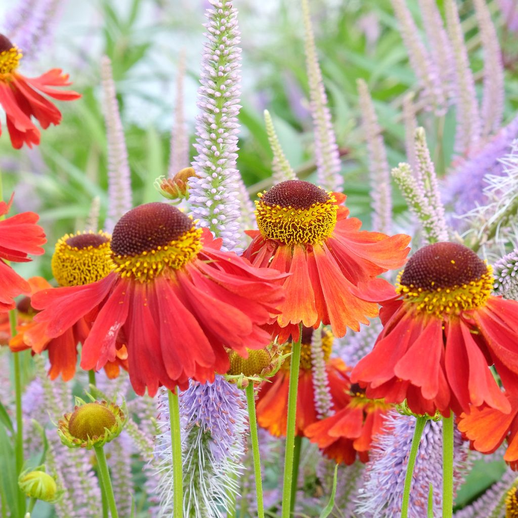 Sonnenbraut Moerheim Beauty - Helenium