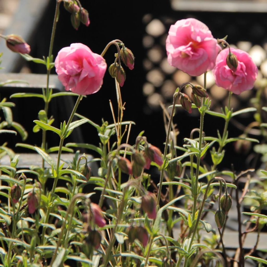 Sonnenröschen Annabel - Helianthemum