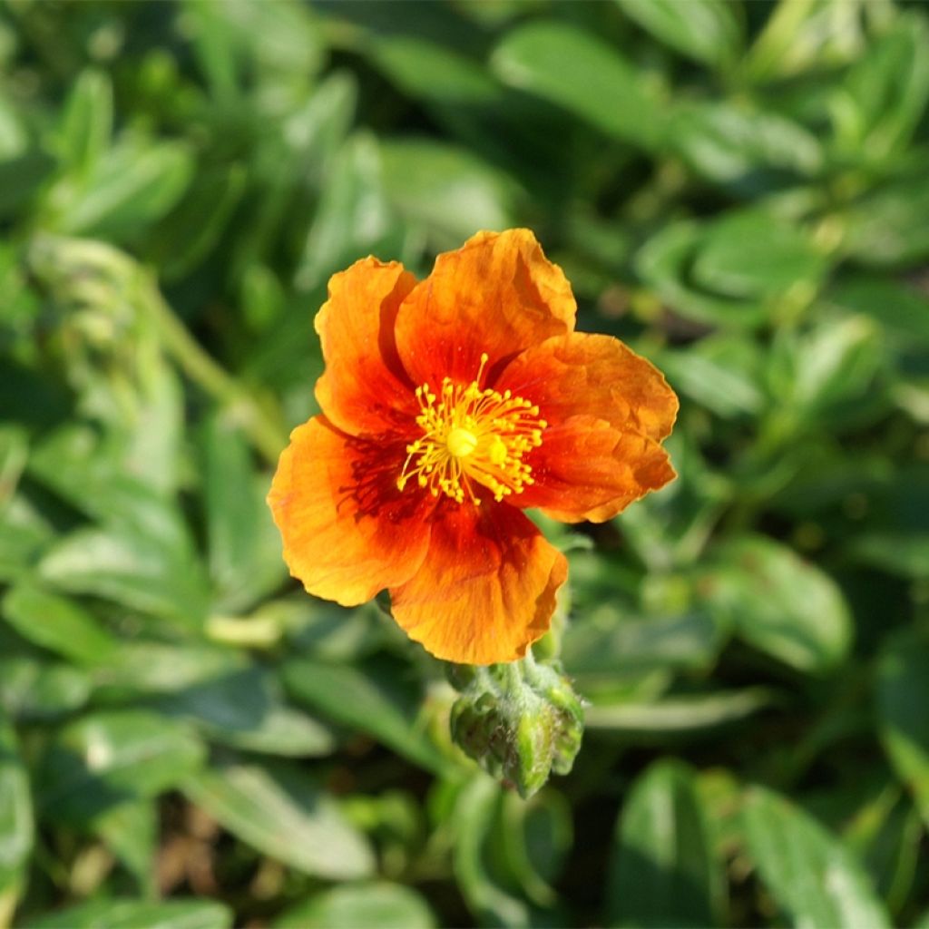 Sonnenröschen Ben Alder - Helianthemum