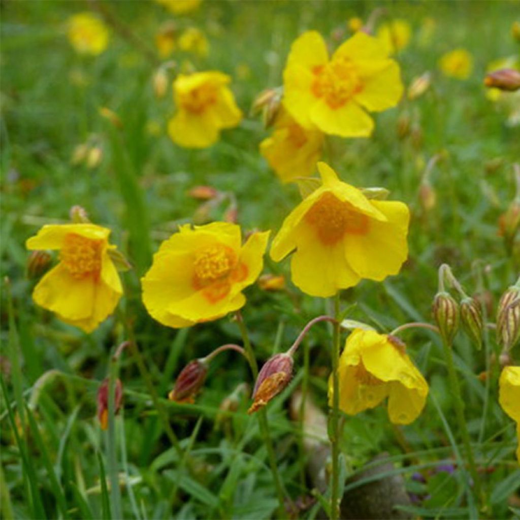 Helianthemum Ben Fhada - Hélianthème jaune vif à cœur orange