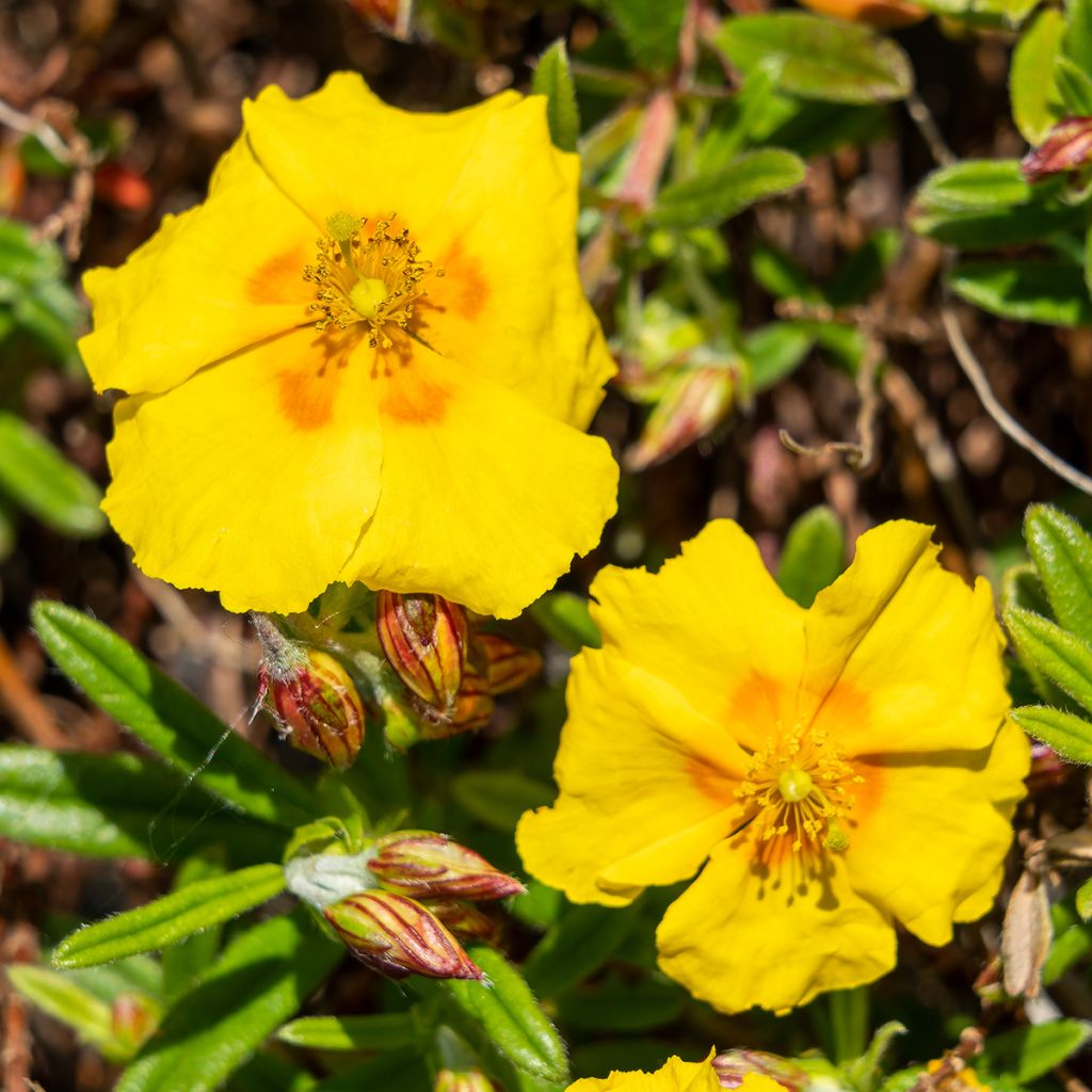 Sonnenröschen Ben Fhada - Helianthemum