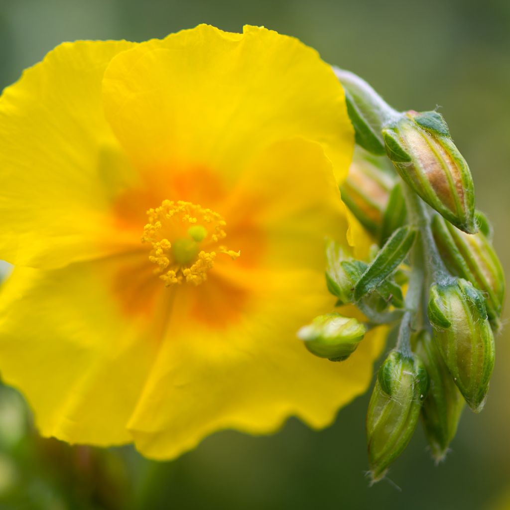 Sonnenröschen Ben Fhada - Helianthemum