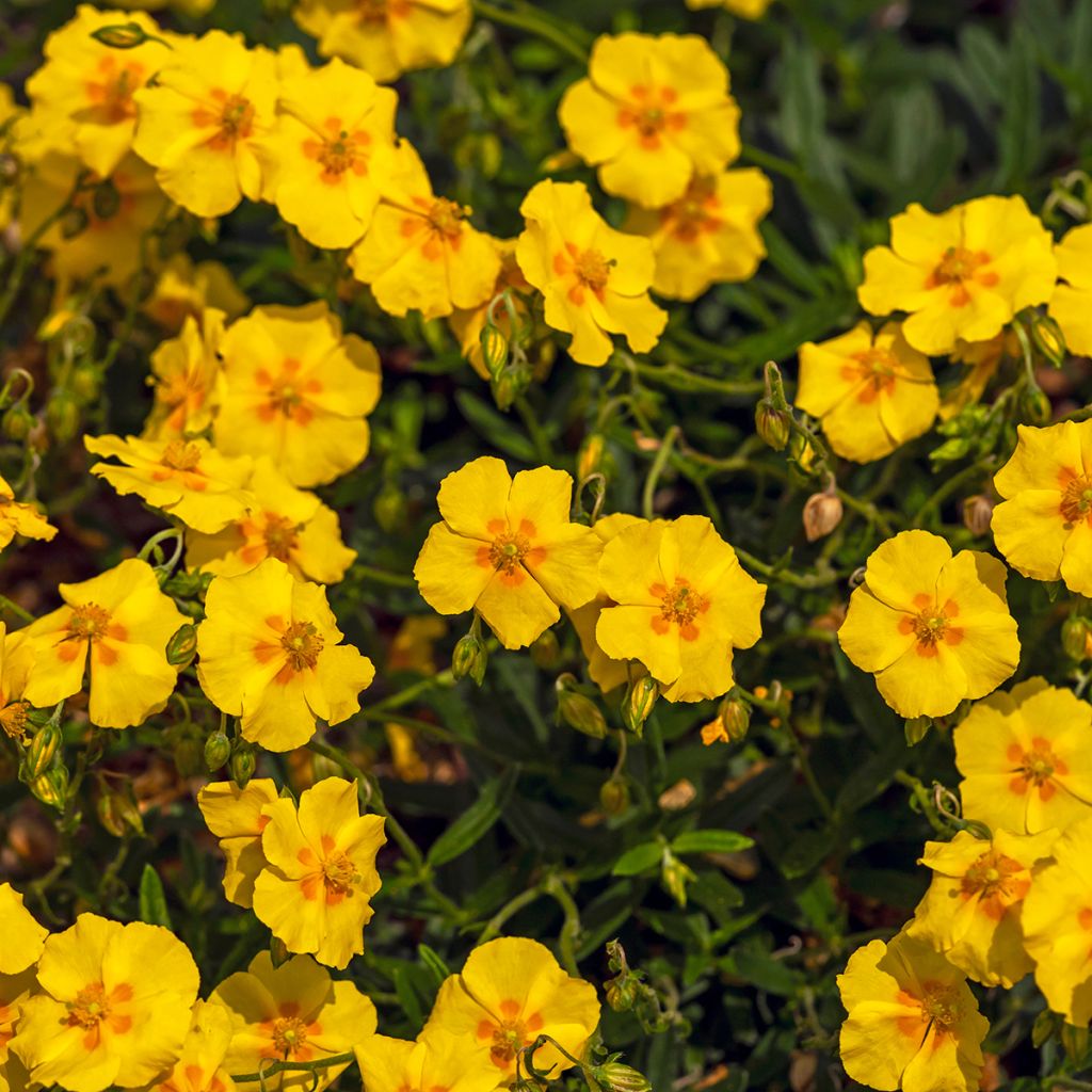 Sonnenröschen Ben Fhada - Helianthemum