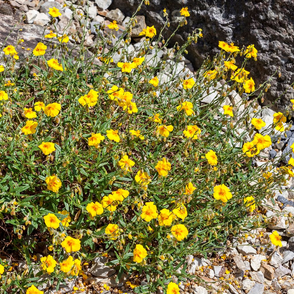 Sonnenröschen Ben Fhada - Helianthemum