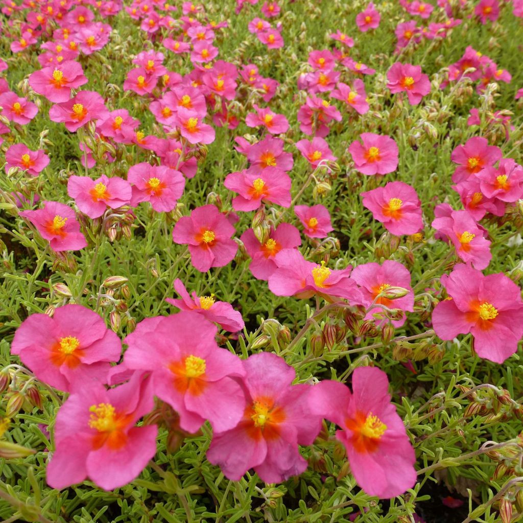 Sonnenröschen Ben Hope - Helianthemum