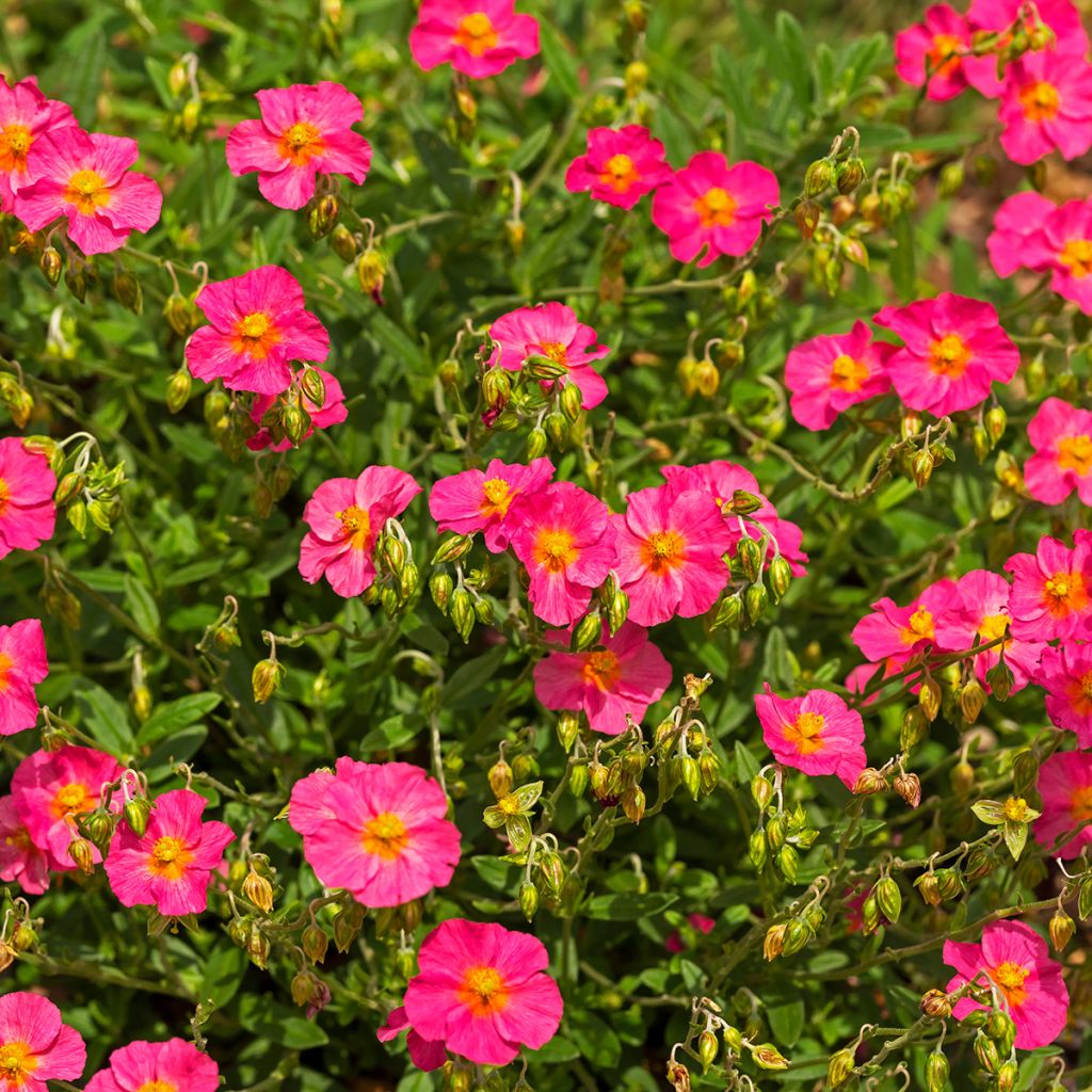 Sonnenröschen Ben Hope - Helianthemum