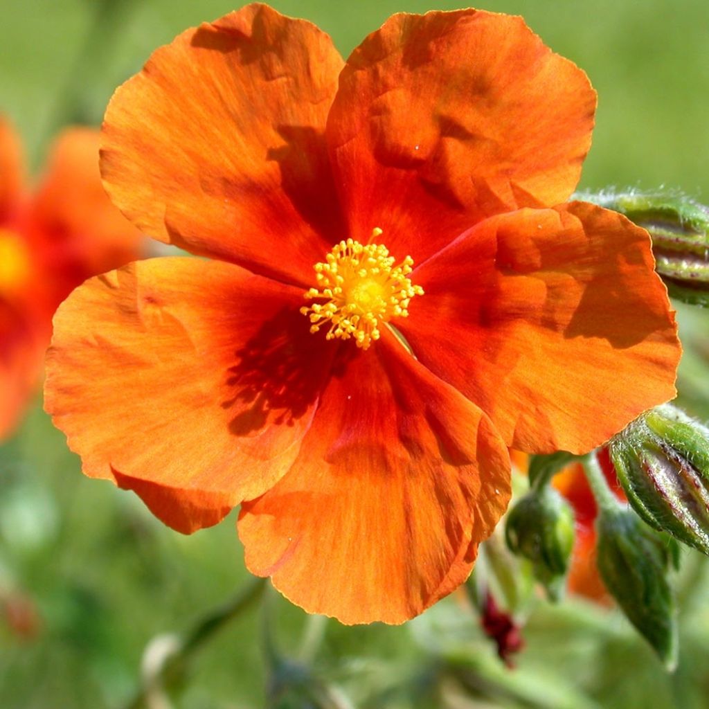 Sonnenröschen Bronzeteppich - Helianthemum