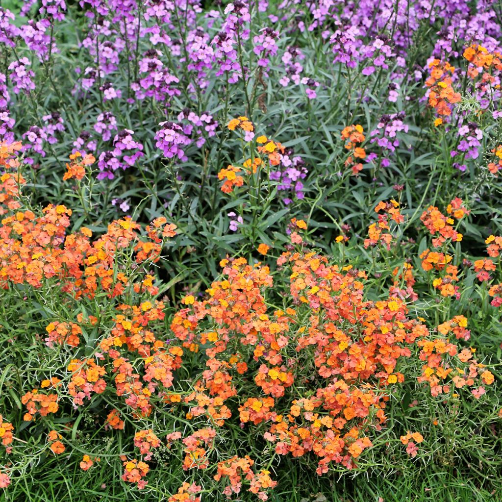 Sonnenröschen Bronzeteppich - Helianthemum