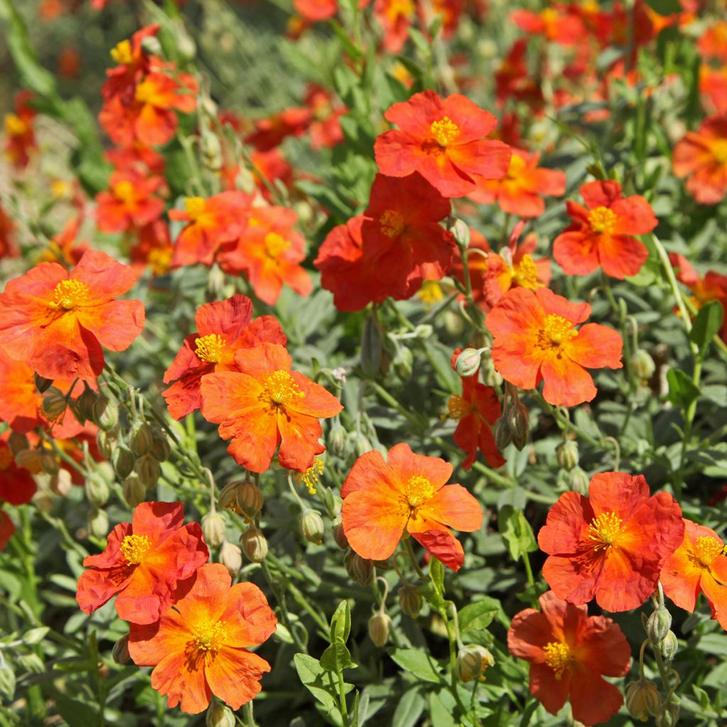 Sonnenröschen Fire Dragon - Helianthemum