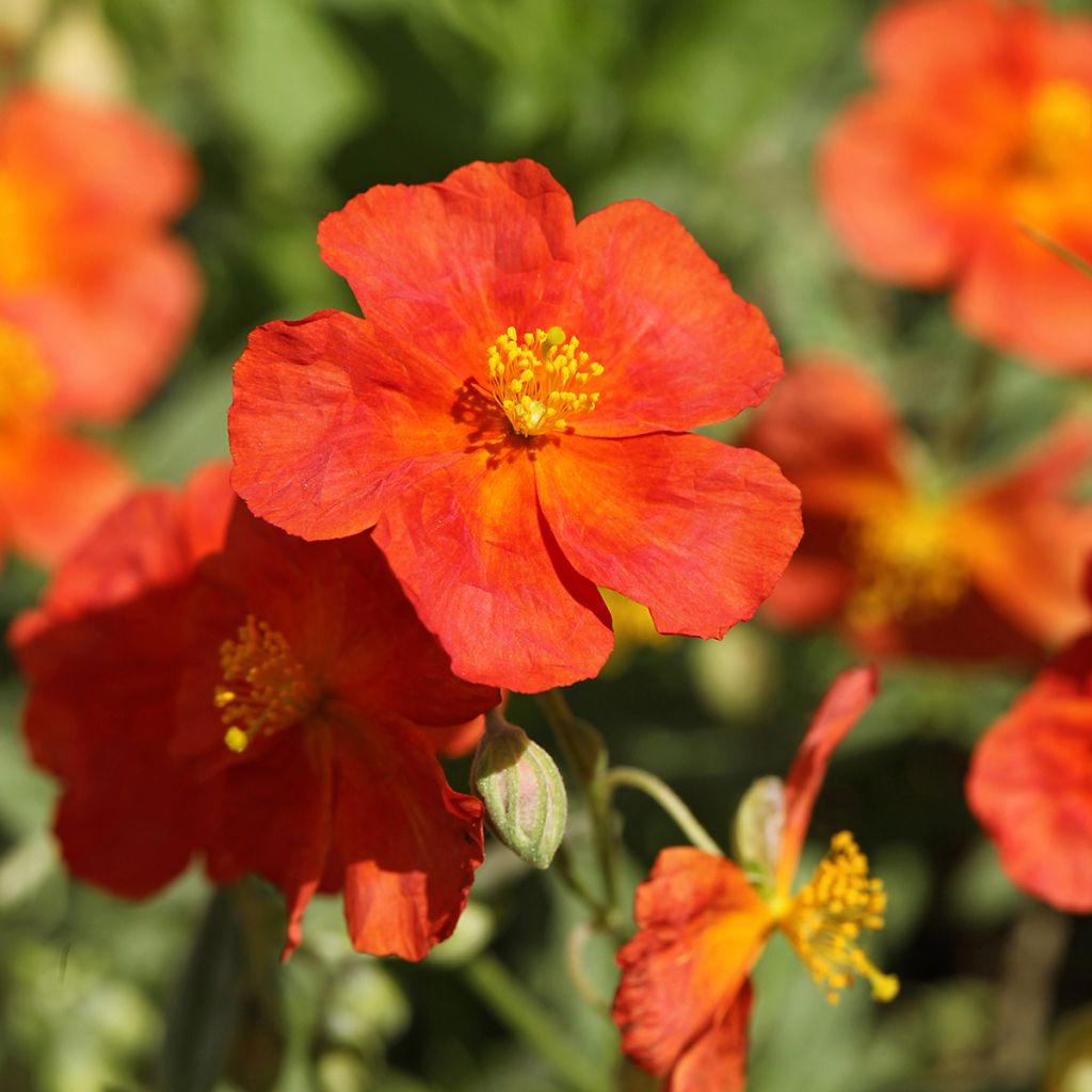 Sonnenröschen Fire Dragon - Helianthemum