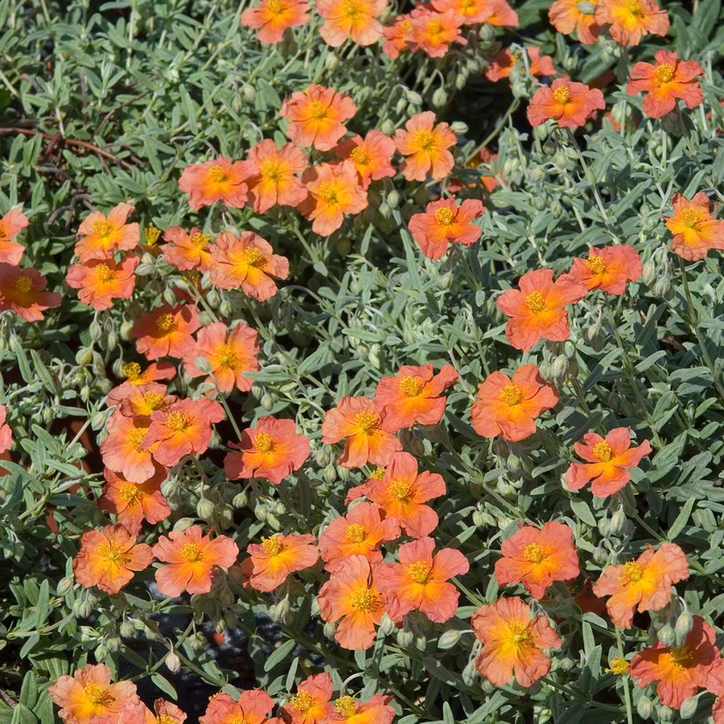 Sonnenröschen Fire Dragon - Helianthemum