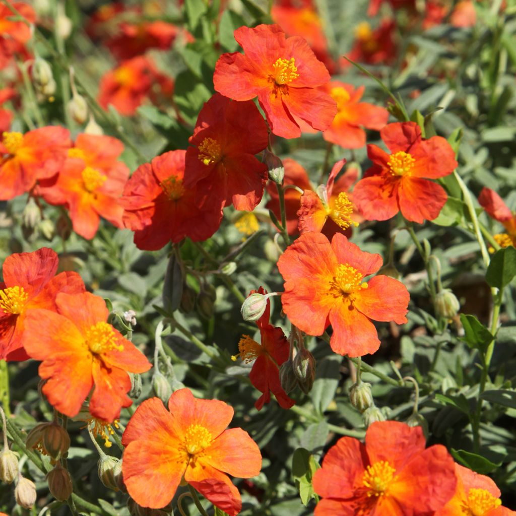 Sonnenröschen Fire Dragon - Helianthemum