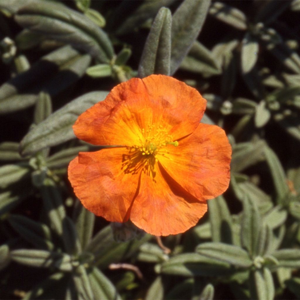 Sonnenröschen Fire Dragon - Helianthemum