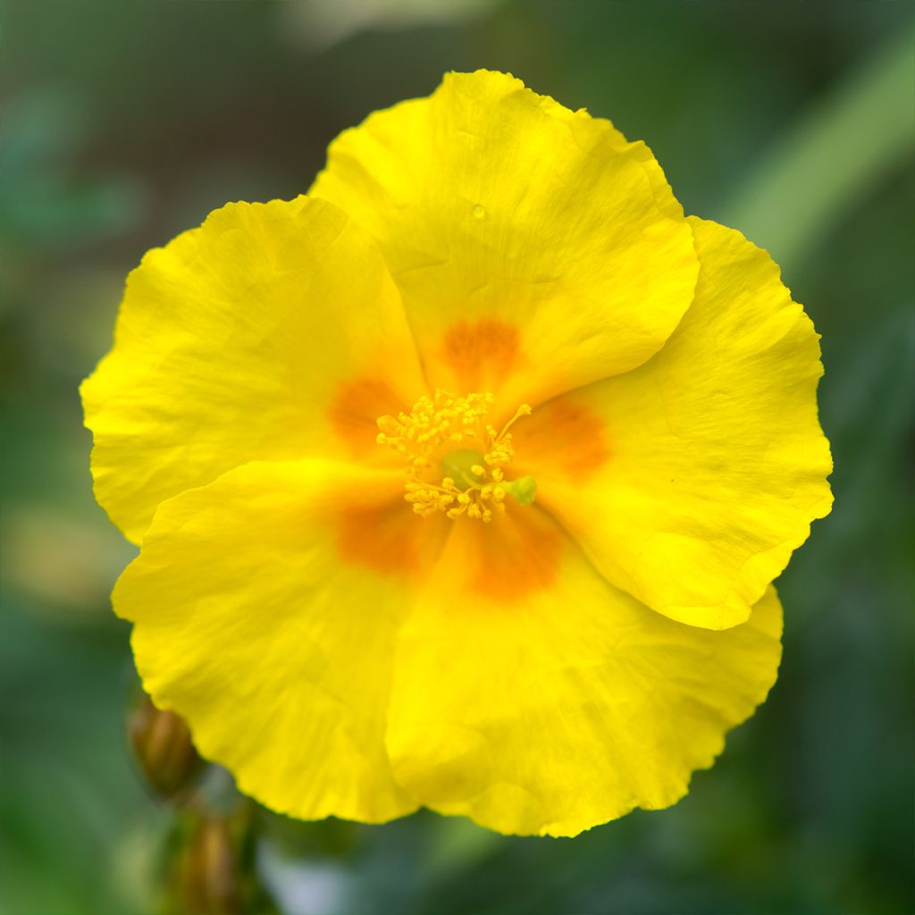 Sonnenröschen Golden Queen - Helianthemum