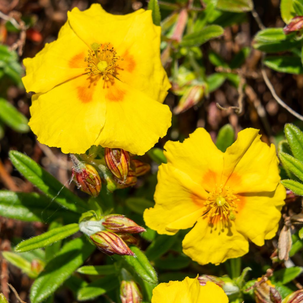 Helianthemum Golden Queen - Hélianthème