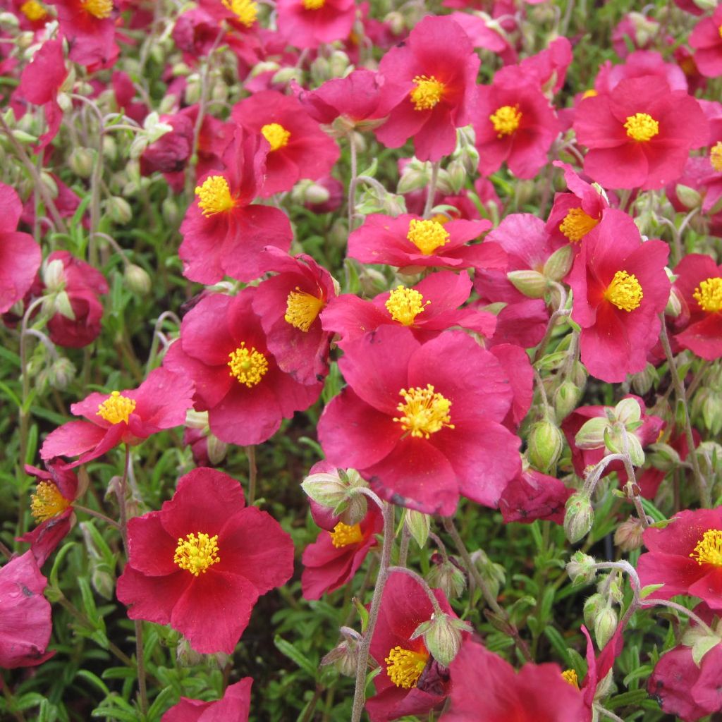 Sonnenröschen Hartswood Ruby - Helianthemum