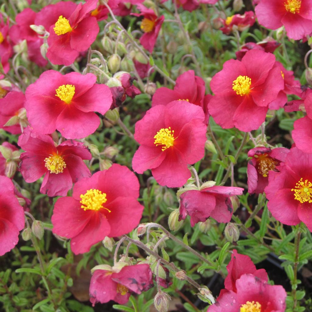 Hélianthème - Helianthemum Hartswood Ruby